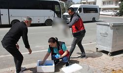 Antalya'da korkunç manzara: Çok sayıda ölü kedi bulundu