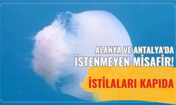 Alanya ve Antalya'da istenmeyen misafir! İstilaları kapıda