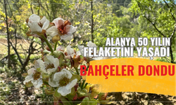Alanya 50 yılın felaketini yaşadı: Bahçeler dondu