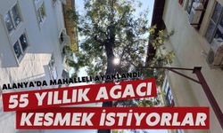 Alanya'da mahalleli ayaklandı: 55 yıllık ağacı kesmek istiyorlar