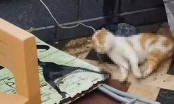 Cami avlusunda gören şok oldu! Vicdanlarımız sızladı