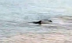 Antalya'dan sonra orayı da köpek balığı korkusu sardı