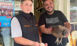 Antalya'da tavuk dönerciye giren tavuk yumurtayı bırakıp çıktı