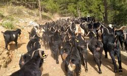 Gazipaşa'da 5 sürecek yayla göçü başladı