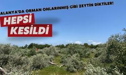 Alanya'da orman onlarınmış gibi zeytin diktiler! Hepsi kesildi