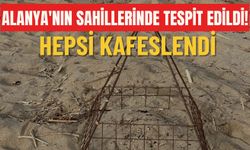 Alanya'nın sahillerinde tespit edildi! Hepsi kafeslendi