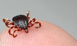 KKKA endişesi sardı! Uyarılar peş peşe geldi