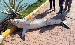 Antalya'da gören dondu! Sahilde köpek balığı cesedi