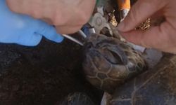 Gazipaşa’da öğrencilerin duyarlılığı sayesinde yaralı caretta caretta kurtarıldı