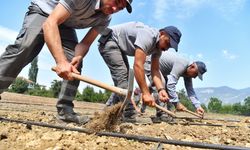 Antalya'da ekim sezonu başladı