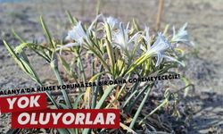 Alanya'da kimse korumazsa bir daha göremeyeceğiz! Yok oluyorlar