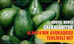 Sosyal medya çalkalanıyor: Alanya'nın avokadosu tehlikeli mi?