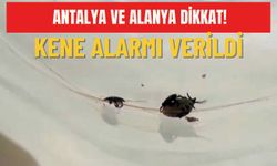 Antalya ve Alanya dikkat! Kene alarmı verildi