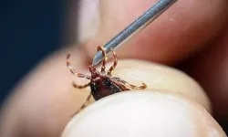Keneler istila mı etti? Bakanlıktan açıklama geldi