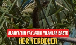 Alanya’nın yaylasını yılanlar bastı! Her yerdeler
