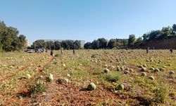 Antalya'da duyan koştu! Ücret almadan karpuzları verdi