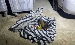 Antalya'da çöp konteynerinde yangın: İçinden telef olmuş köpek çıktı