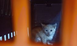 Antalya'da yavru kedi için seferberlik