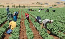 KKKA kenesi en çok nerede bulunuyor? Uzman uyardı