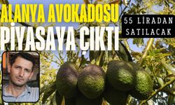 Alanya avokadosu piyasaya çıktı: 55 liradan satılacak