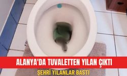 Alanya'da tuvaletten yılan çıktı: Şehri yılanlar bastı