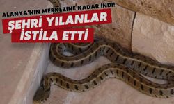 Alanya'nın merkezine kadar indi! Şehri yılanlar istila etti