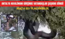 Antalya havalimanı girişinde vatandaşlar şaşkına döndü: Ağaçta dev yılan gördüler