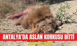 Antalya’da aslan korkusu bitti: Zeus yakalandı