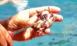 Alanya'da üç yavru yengeç kurtarıldı