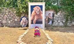 Antalya'da Zeus'un ölümü için yasal süreç başlatıldı