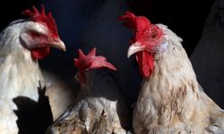 Yumurtada fiyat krizi: Binlerce tavuk açlığa terk edildi