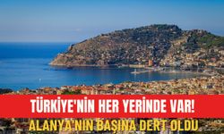 Türkiye'nin her yerinde var! Alanya'nın başına dert oldu
