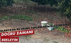 Alanya'da bu ürünü toplarken acele etmeyin