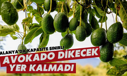 Alanya’da kapasite sınırlı! Avokado dikecek yer kalmadı