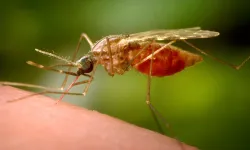 Chikungunya salgını yayılıyor: Türkiye diken üstünde