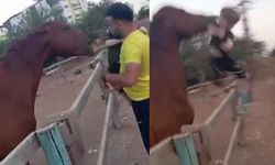 Antalya'da beklenmedik dakikalar: At çocuğu ısırıp fırlattı