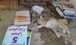 Antalya'da yavru kedi zamanla yarıştı
