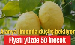 Alanya limonda düşüş bekliyor: Fiyatı yüzde 50 inecek