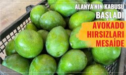 Alanya'nın kabusu başladı: Avokado hırsızları mesaide