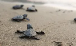 Antalya'da carette carettaların göçü başladı