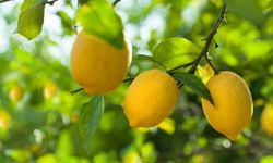 Soğuk hava cebimizi etkiledi: Limon ne kadar oldu?