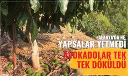 Alanya'da ne yapsalar yetmedi: Avokadolar tek tek döküldü