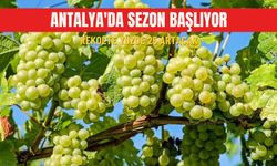 Antalya'da sezon başlıyor: Rekolte yüzde 25 artacak