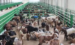 Kırsalda Bereket Küçükbaşa Destek Projesi sonuçları açıklandı!
