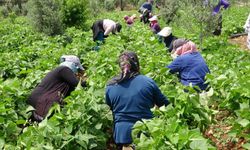 TARSİM sigortasına 16 yeni ürün daha eklendi