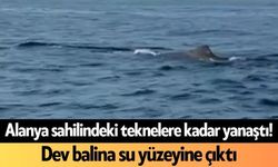 Alanya sahilindeki teknelere kadar yanaştı! Dev balina su yüzeyine çıktı