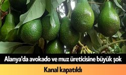 Alanya'da avokado ve muz üreticisine büyük şok