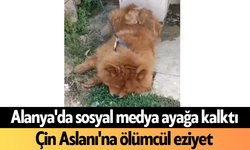 Alanya'da sosyal medya ayağa kalktı: Çin Aslanı'na ölümcül eziyet