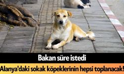 Bakan süre istedi: Alanya'daki sokak köpeklerinin hepsi toplanacak!