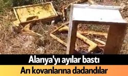 Alanya'yı ayılar bastı